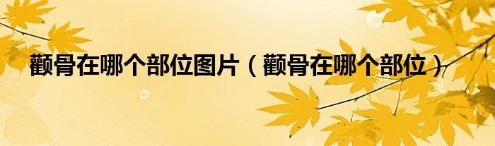 颧骨在哪个部位图片（颧骨在哪个部位）