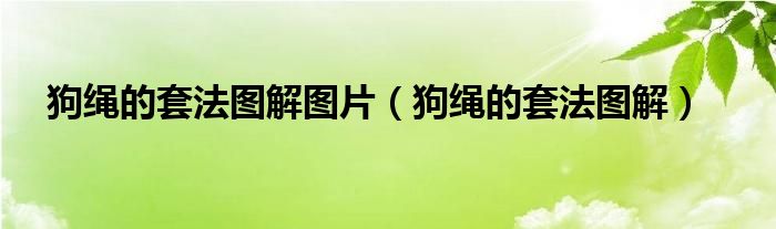 狗绳的套法图解图片（狗绳的套法图解）
